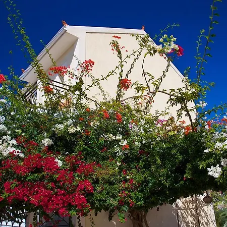 Iris Миния